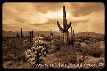 "cholla - saguaro"
saguaro national park - east
